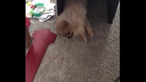 Ajutat cu pula mare si supt de blonda atragatoare